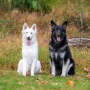 captured19